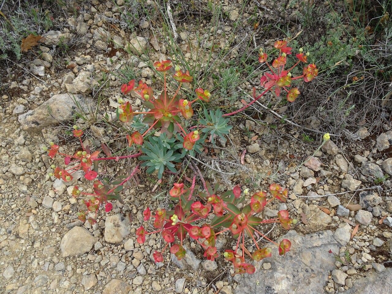 Euphorbia nicaeensis with yellow flower clusters in spring