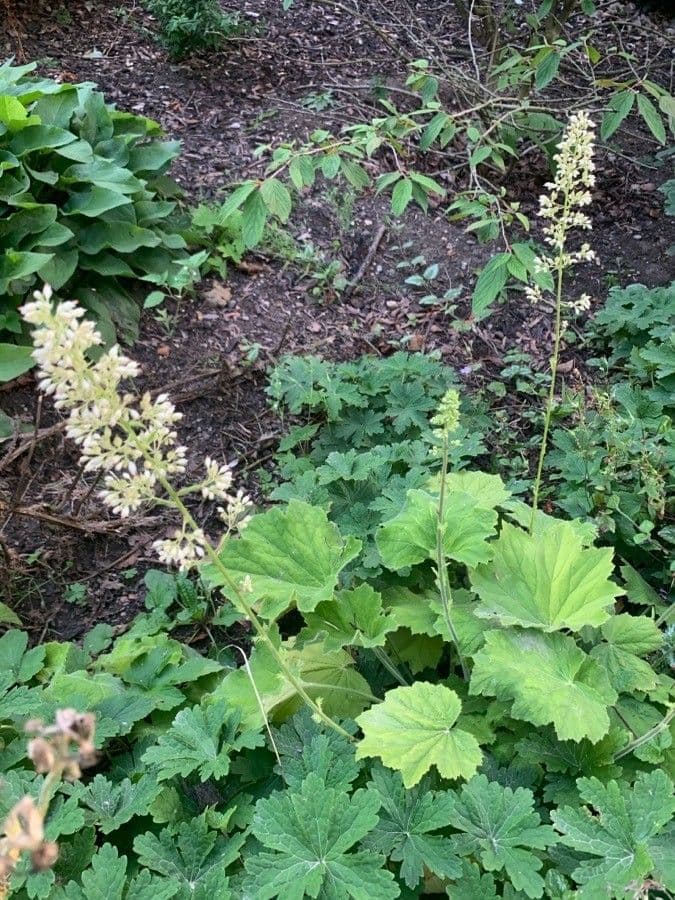 Heuchera villosa affichant des feuilles poilues caracteristiques