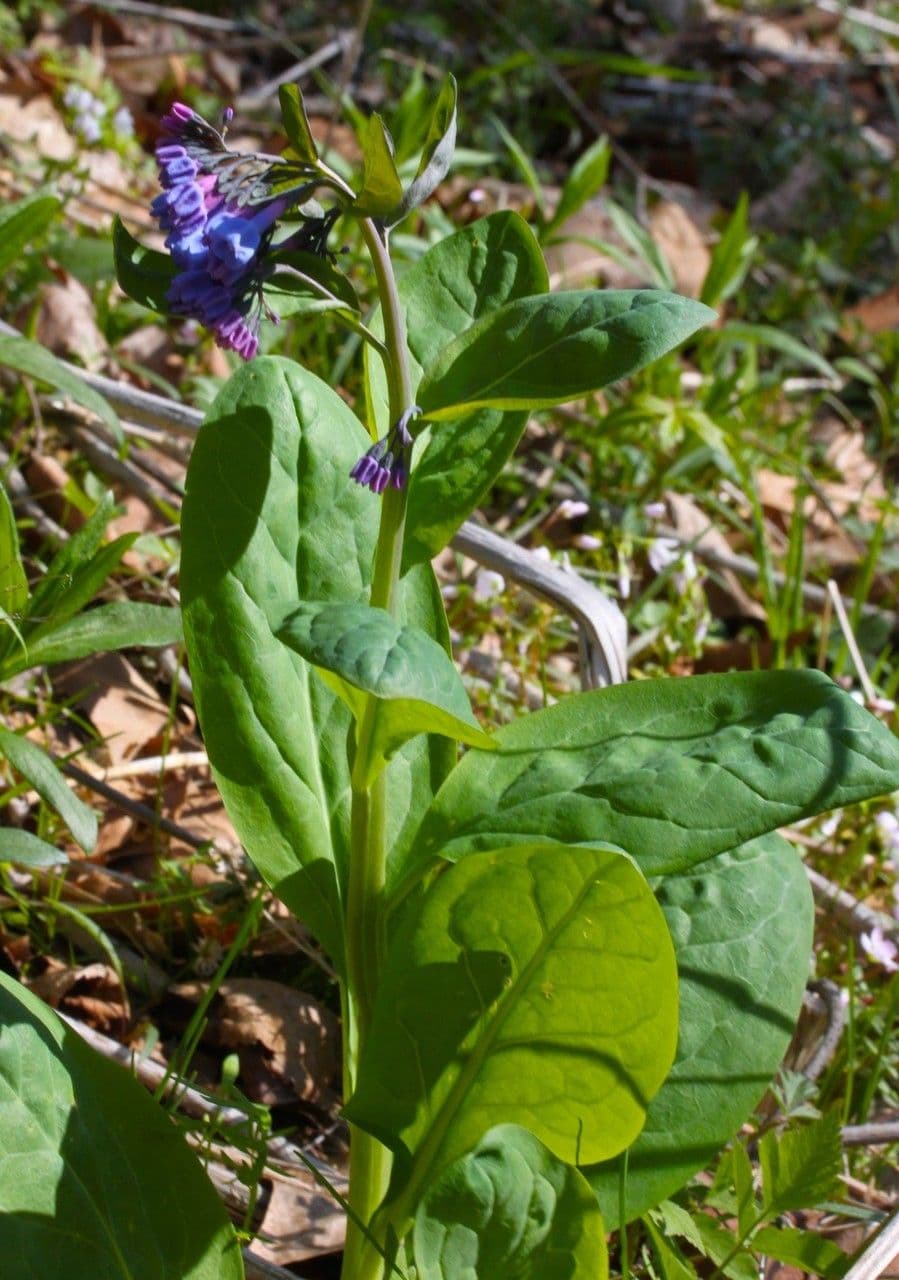 Virginisches Blauglöckchen mit strahlend blauen Blüten im Waldhabitat