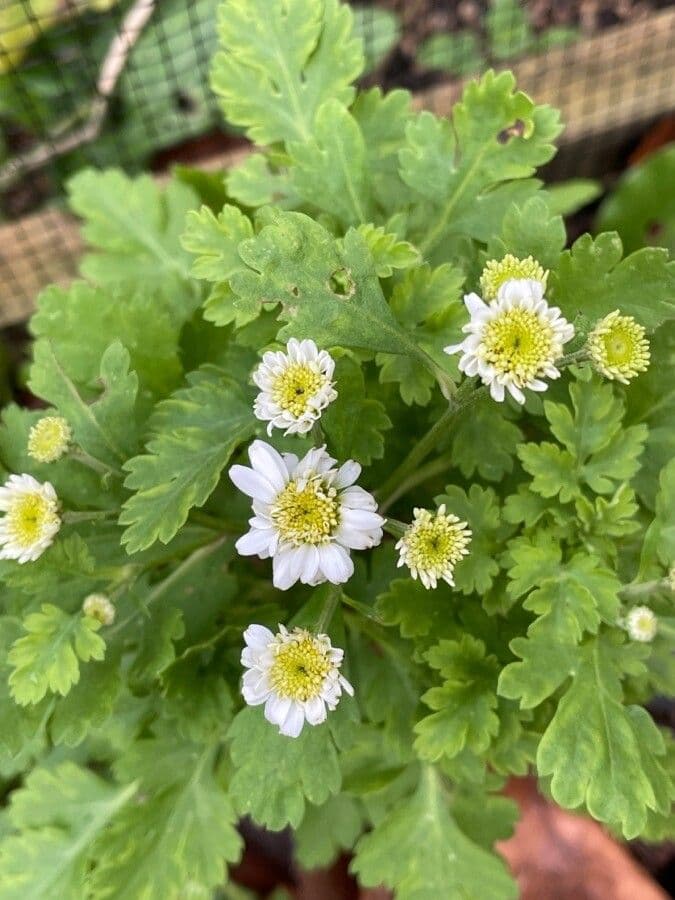 Grande camomille avec de petites fleurs blanches