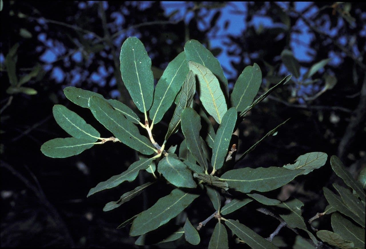 Arizona-eik (Quercus arizonica) met karakteristieke grijsgroene bladeren en dikke stam