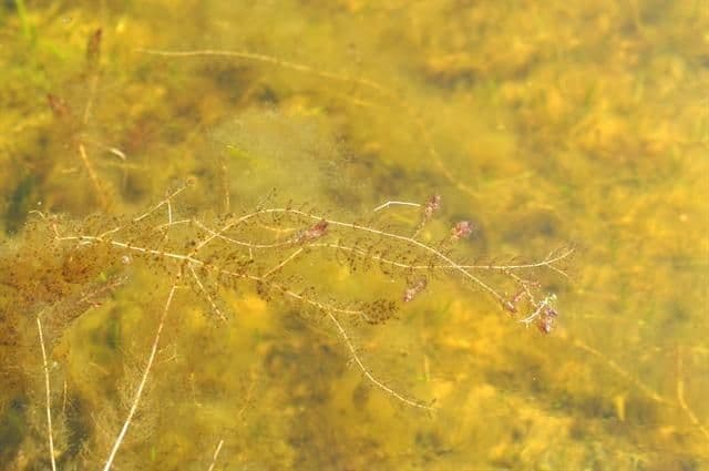 Delicate feather-like aquatic plant with finely divided green leaves underwater.