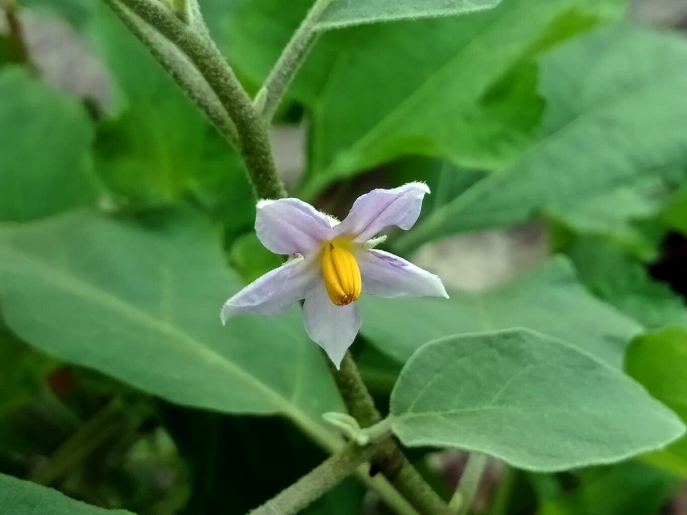 Mozambique bitter apple with white flowers and characteristic berries