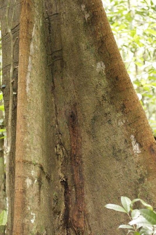 Virola surinamensis Baumrinde und Blätter