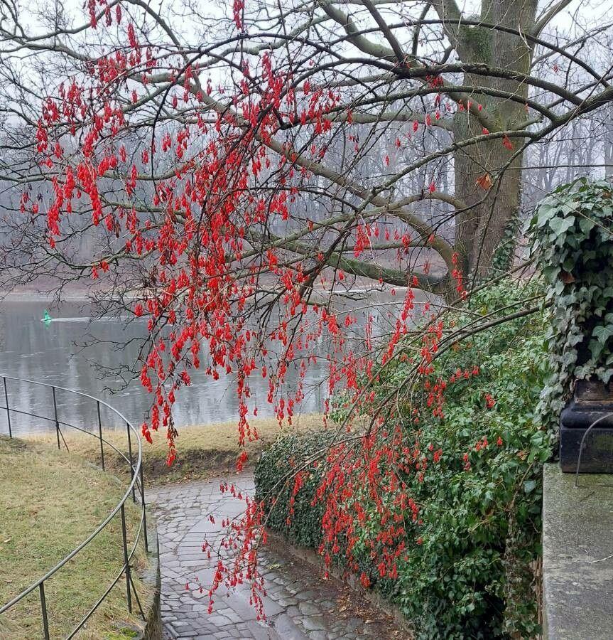 Gemeine Berberitze mit stacheligen Blättern und orangefarbenen Beeren im Herbstlicht