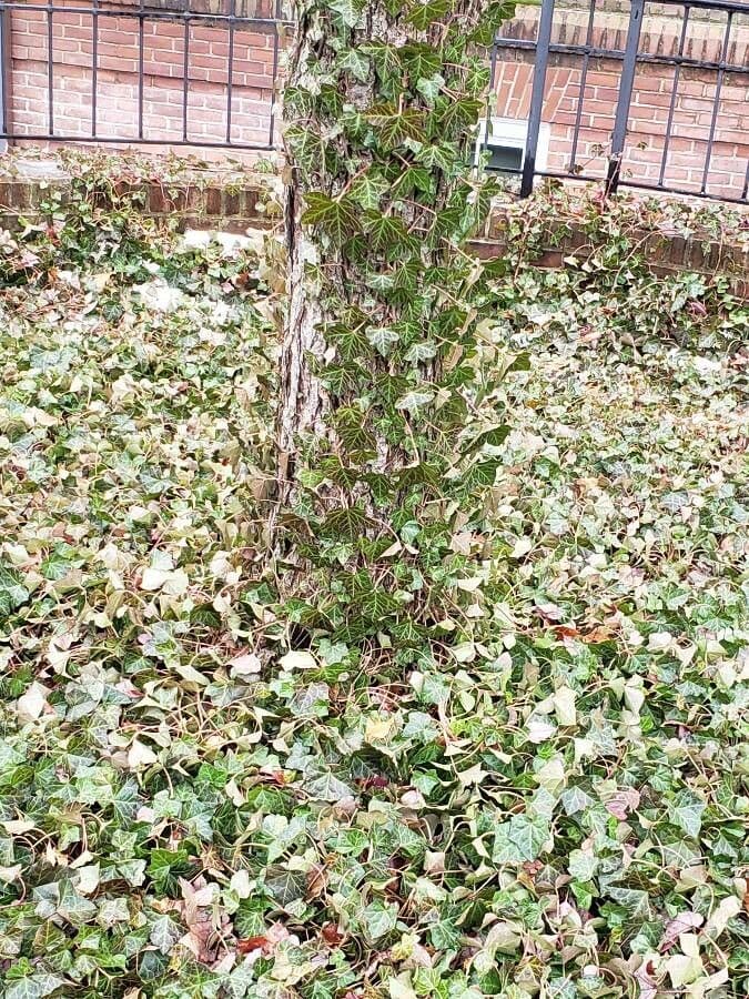 Hedera hibernica groene bladeren op stenen muur