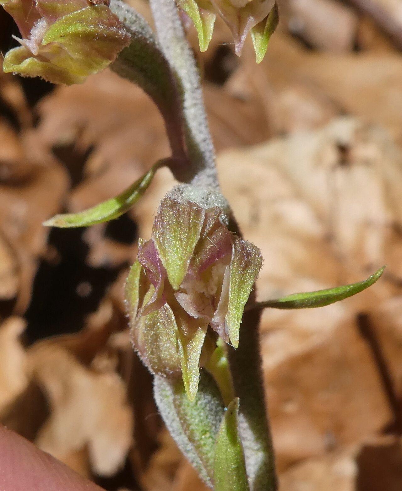 Kleinblättrige Stendelwurz mit zarten grünlichrosa Blüten am Waldrand, umgeben von Laubstreu und Moos