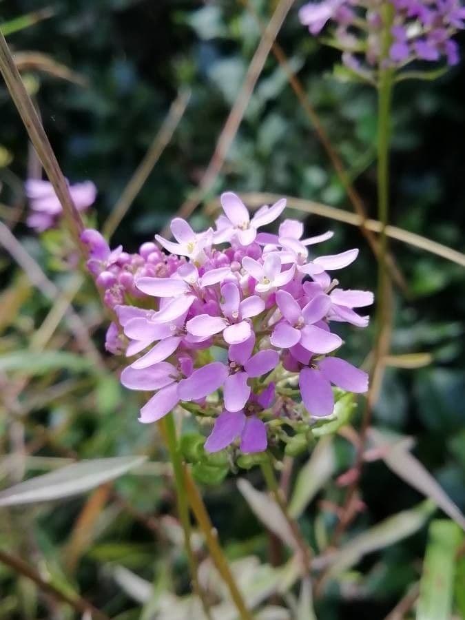Fleurs pourpres d'ibéris en ombelle en pleine floraison
