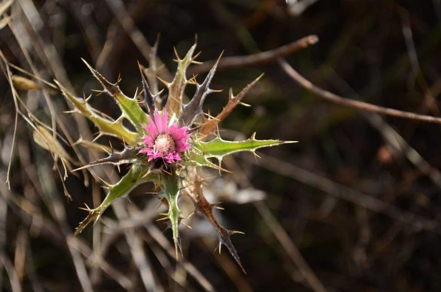 Carlina lanata - Wollige karline distel