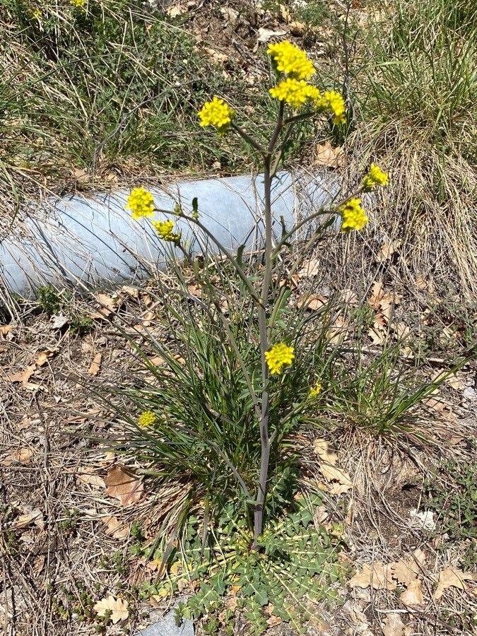 Echtes Barbarakraut in voller Blüte am Wegesrand im zeitigen Frühjahr