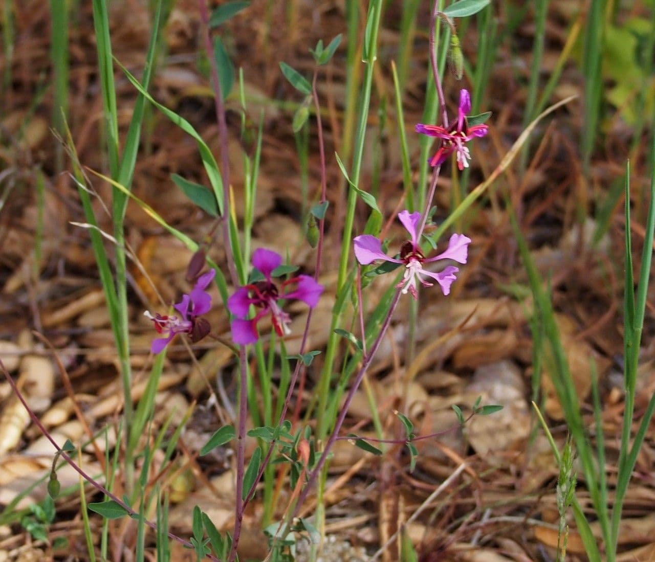 Image de la plante