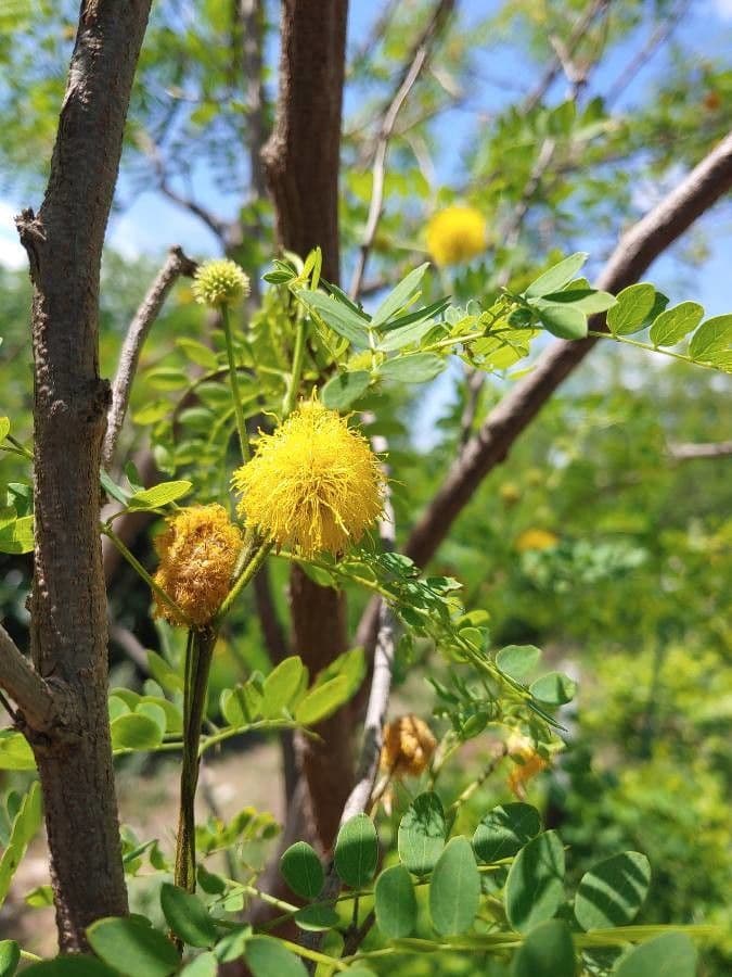 Goldgelbe Pompon-Bluten des Goldenball-Bleikopfbaums (Leucaena retusa)