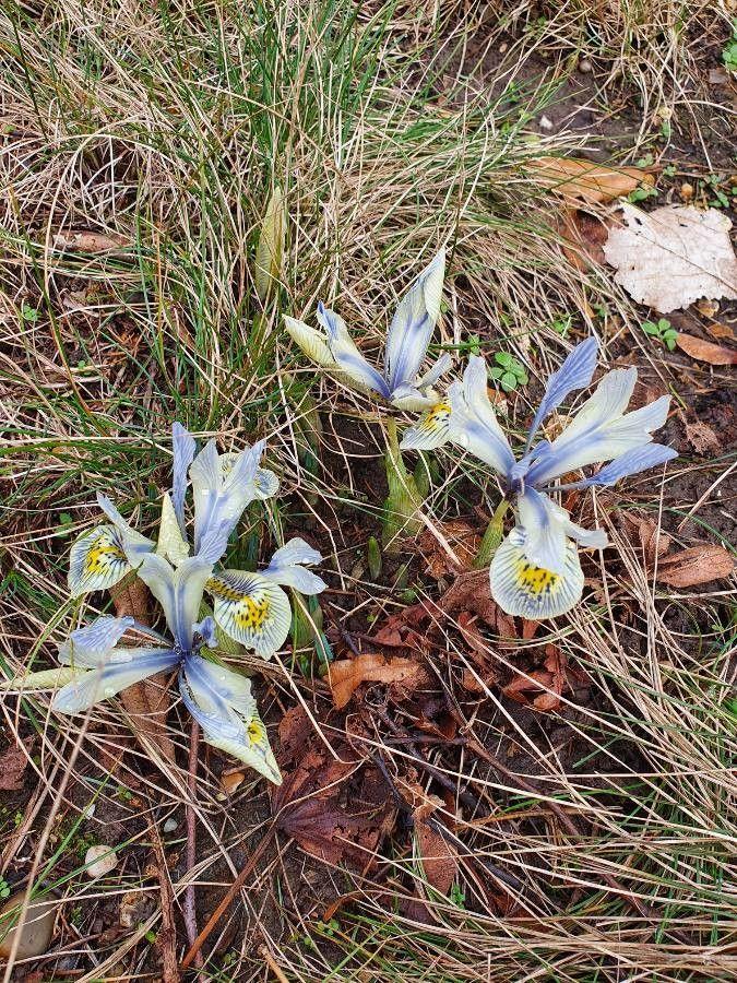 Kretische Schwertlilie im Winter in voller Blüte, violette Blüten zwischen immergrünen Blättern