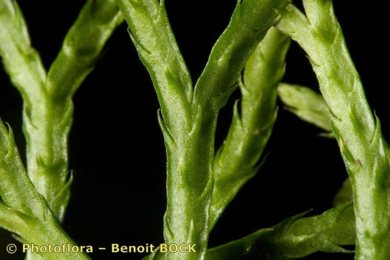 Dwaallicht plant met vlakke spruitjes en delicate structuur