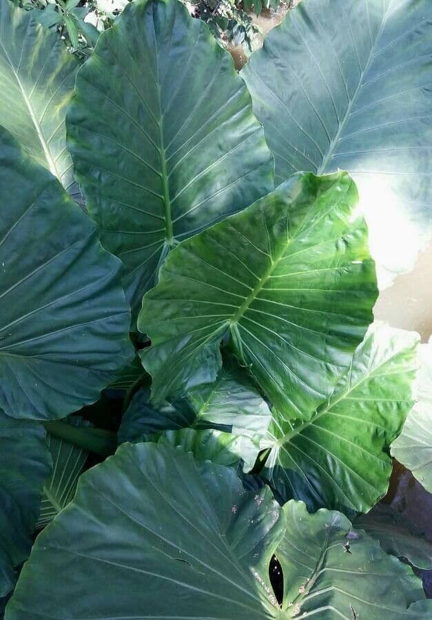 Giant Alocasia with massive green arrow-shaped leaves in tropical garden setting