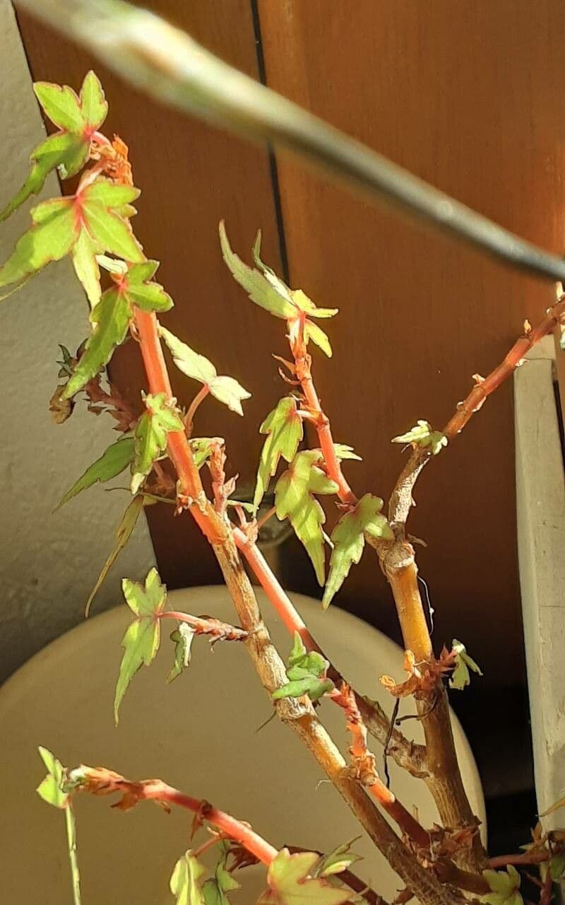 Ahorn-Begonie mit charakteristischen ahornformigen Blattern