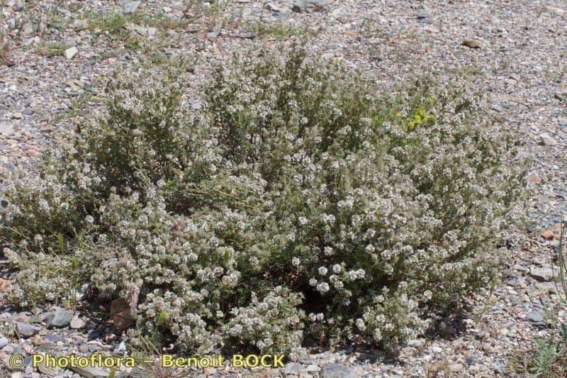 Thymus baeticus Pflanze mit feinen Bluten