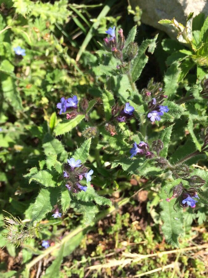 Anchusa arvensis (Acker-Krummhals) mit blauen Bluten