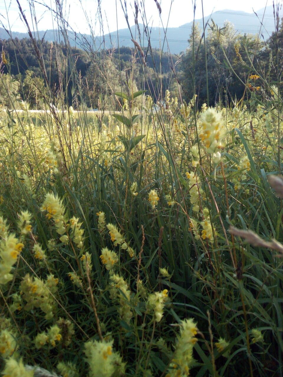 Rhinanthus alectorolophus plant with yellow flowers