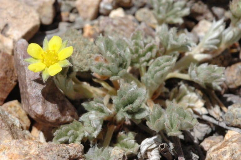 Potentilla pseudosericea mit delicaten gelben Bluten und seidig silbernem Laub