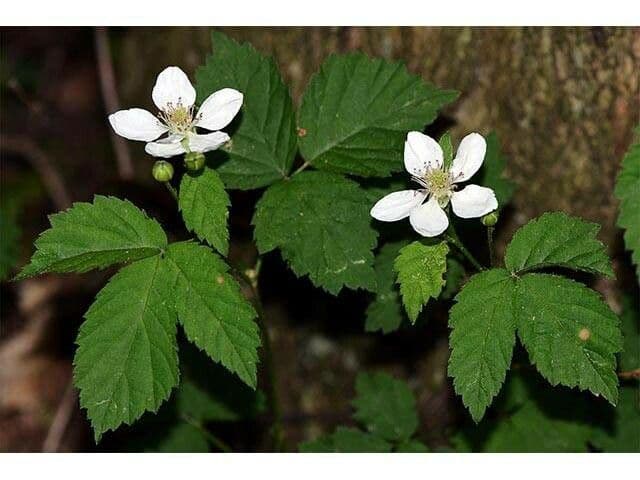 Plante Rubus pensilvanicus avec des fleurs et des fruits