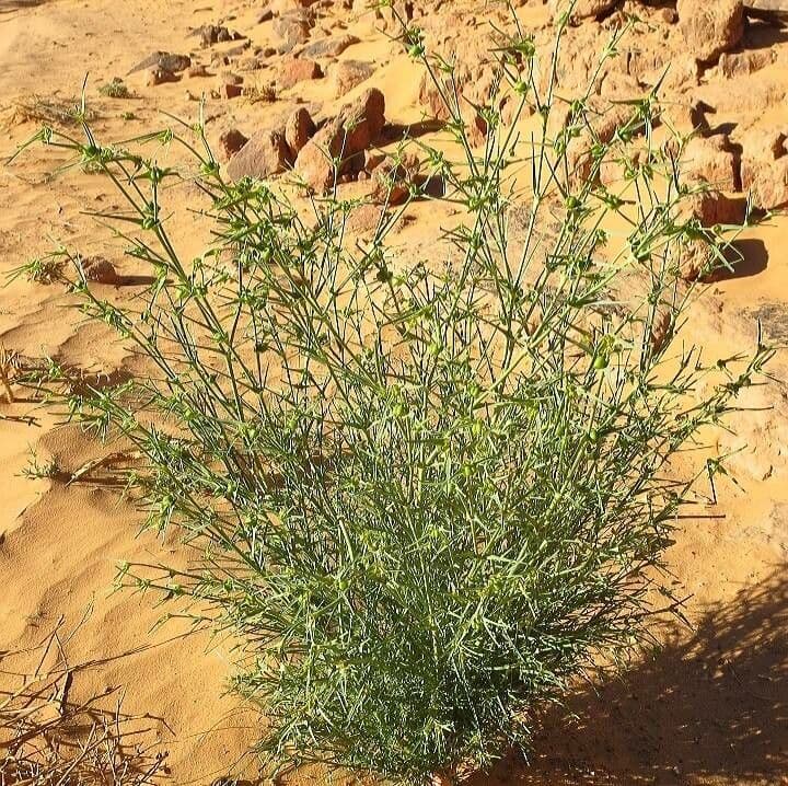 Euphorbia bubalina (buffalo euphorbia) with characteristic growth form