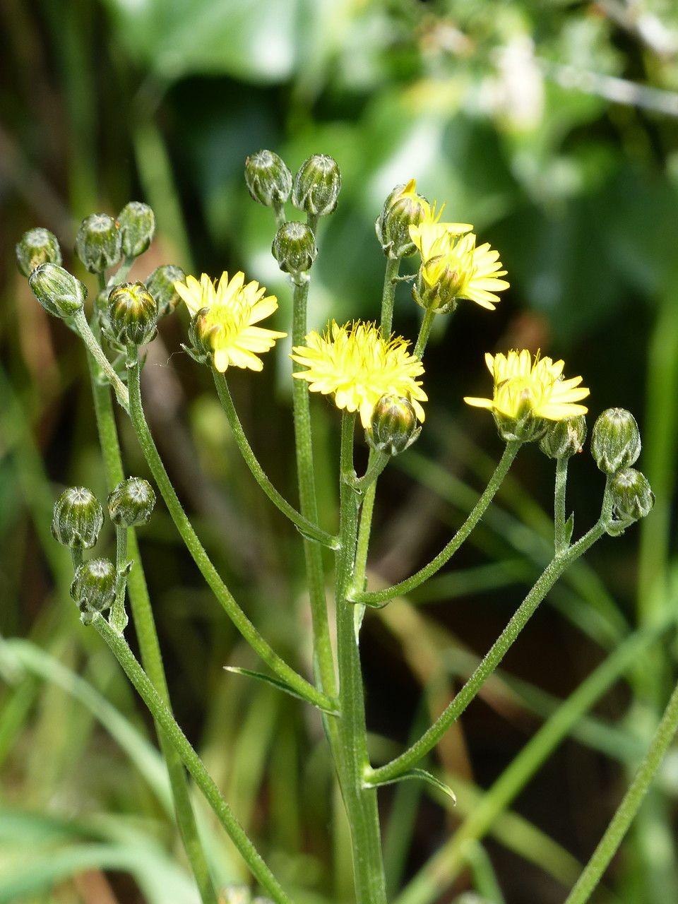 Borstelstreepzaad in volle bloei op een zonnige grasheuvel, met fijne gezaagde bladeren en lichte gele bloemen