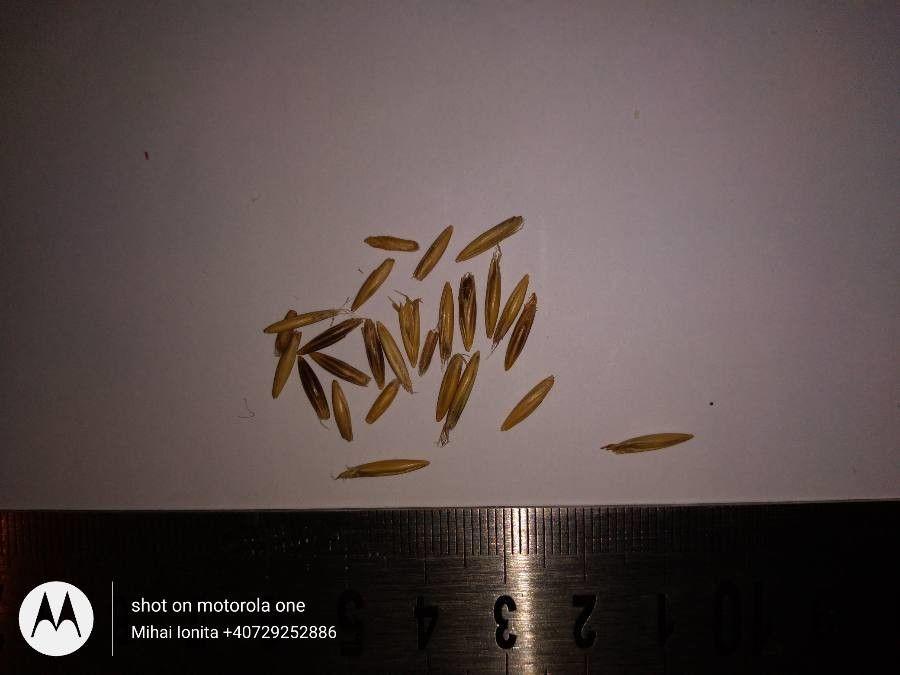 Schwarzhafer (Avena strigosa) im Sommer mit hängenden, einseitigen Ähren auf trockenem Sandboden