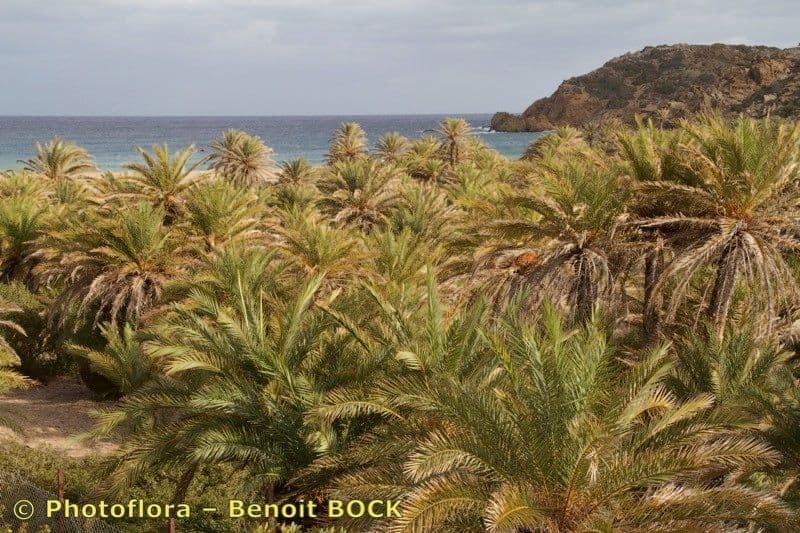 Kretenzische dadelpalm met slanke stam en groeperingen bladeren