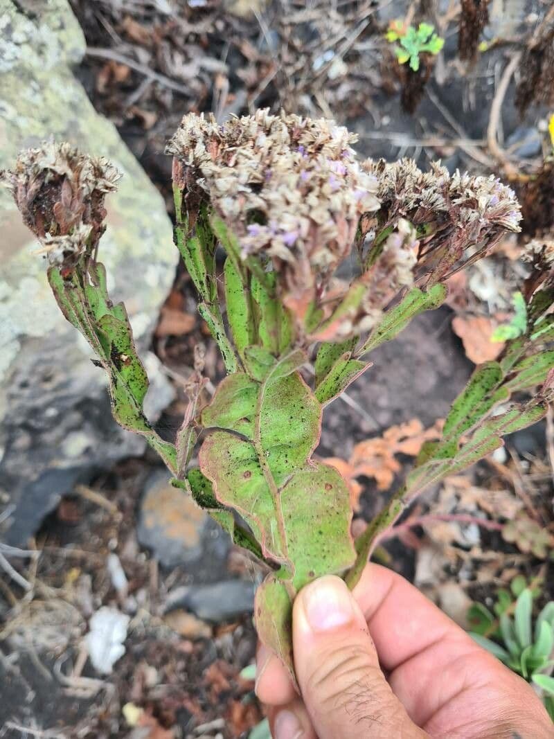 Limonium brassicifolium with blue-purple flower plumes on the Canary Islands