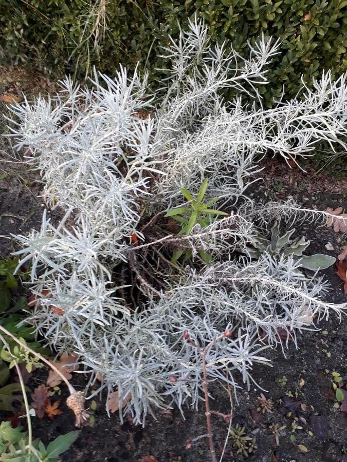 Leuchtend gelbe papierartige Blüten von Helichrysum stoechas