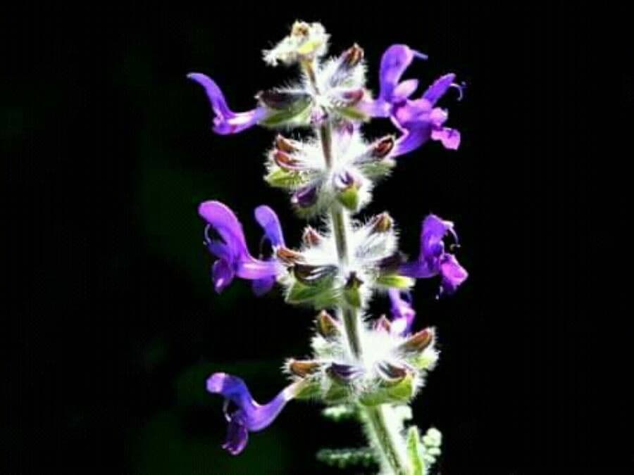 Salvia lanigera verbena sage with woolly foliage and red flowers