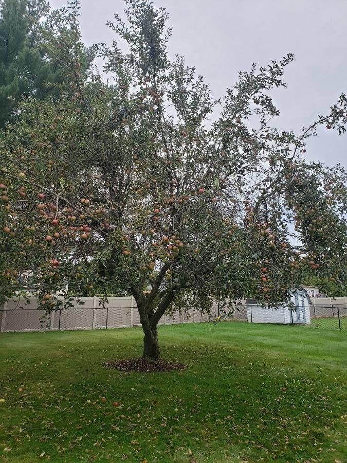 Paradies-Apfelbaum in voller Blüte, weiße Blüten mit rosa Knospen vor blauem Himmel