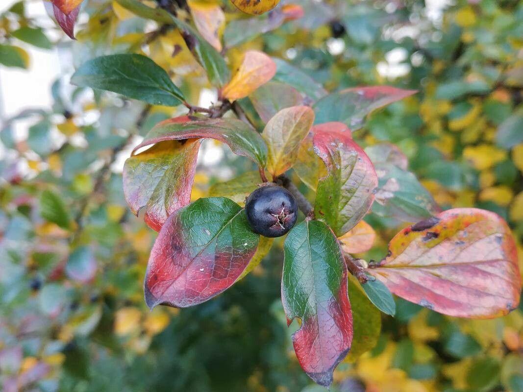 Glanzende Cotoneaster lucidus met rode bessen in de herfst