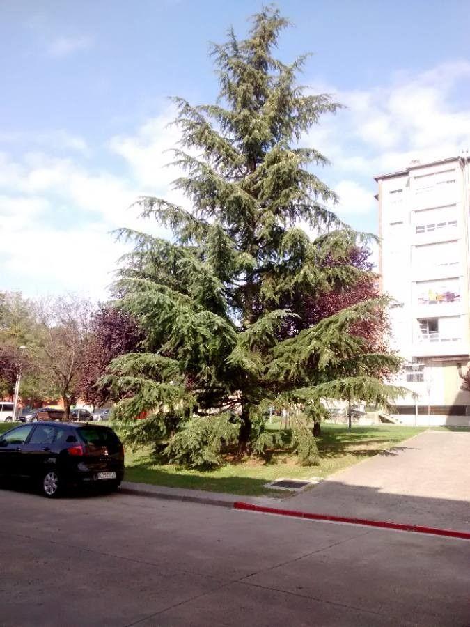 Himalaja-Zeder mit hängenden Ästen im Sommerlicht