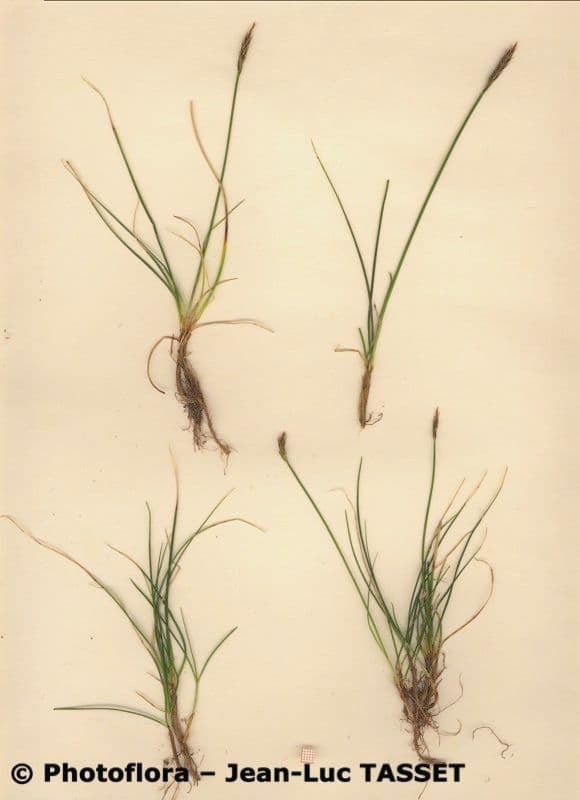 Carex pyrenaica with fine, distinctive growth pattern on rocky substrate