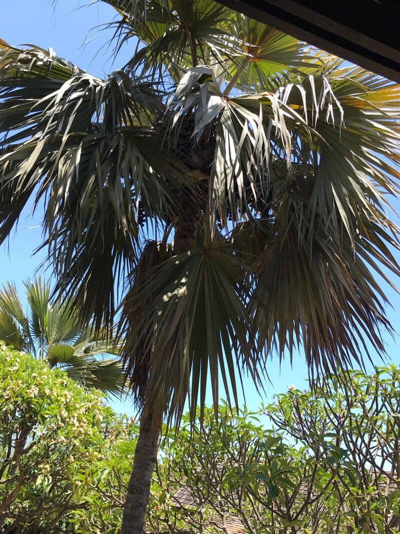 Red latan palm with characteristic reddish foliage