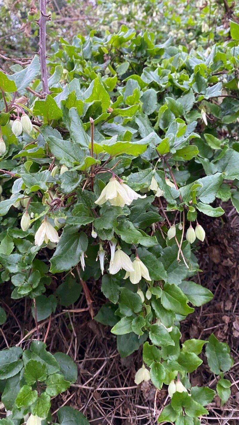 Clematis cirrhosa in voller Blüte an einer Natursteinmauer, mit hängenden weißen Blüten und winterhartem Laub