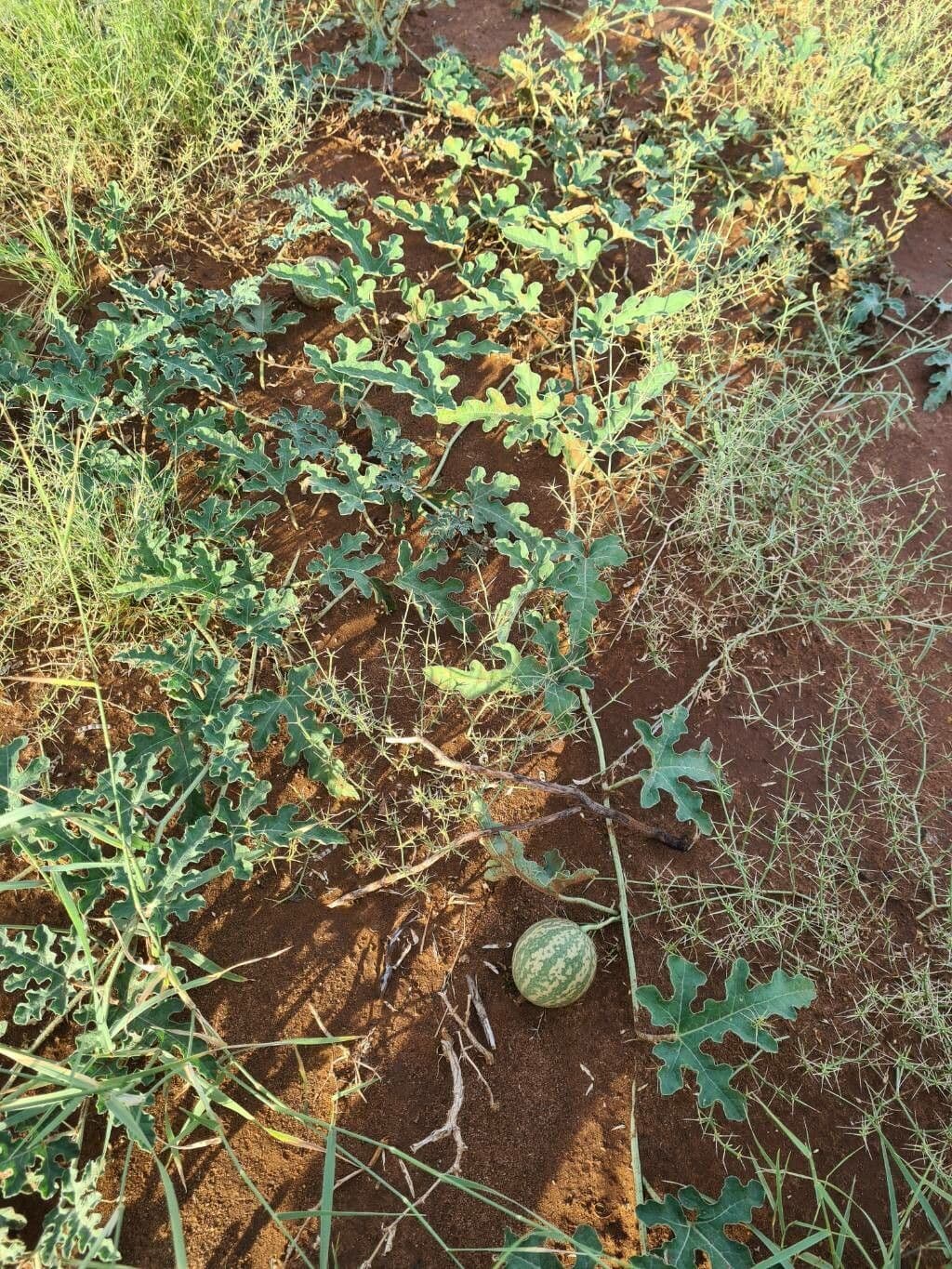 Citrullus colocynthis mit gelben Blüten