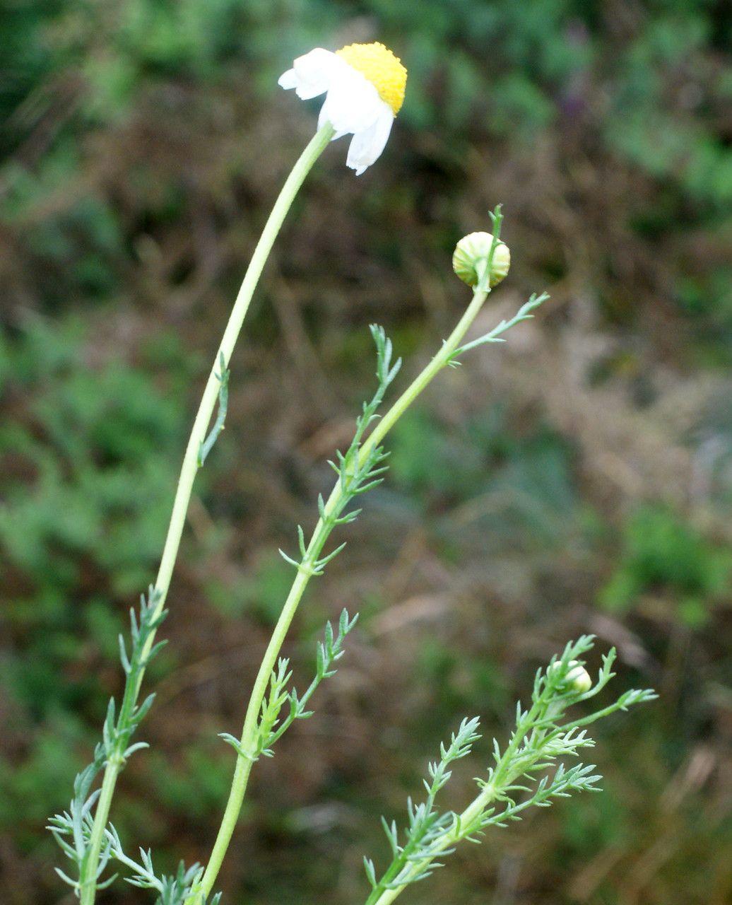 Camomille romaine en fleur dans un massif ensoleillé, avec des feuilles finement divisées et des fleurs blanches au centre doré
