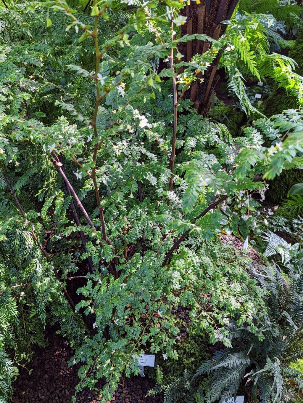 Elegante Farn-Begonie Begonia foliosa mit zartem federleichtem Laub
