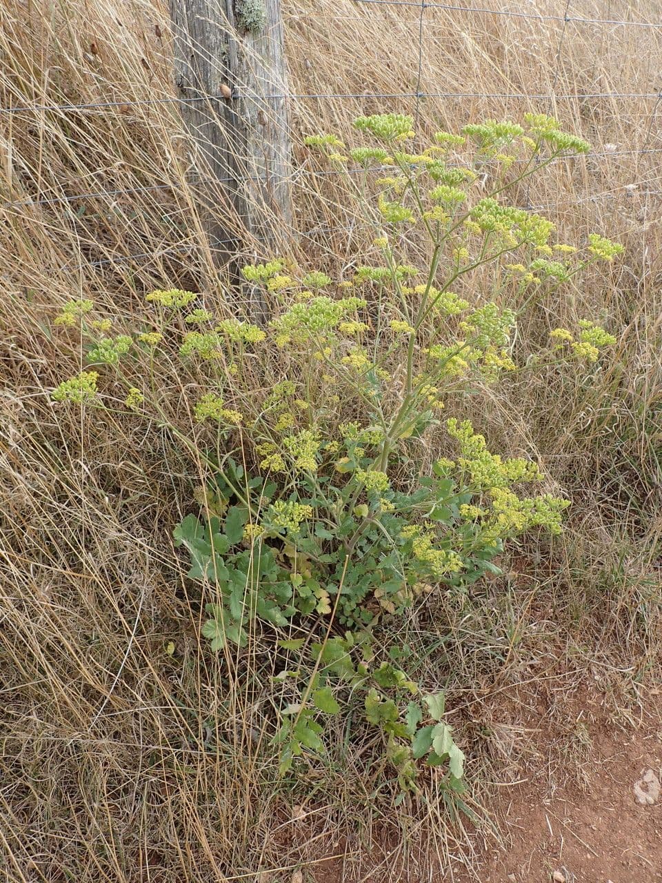Pastinaca sativa pastinaak bloemen en vruchten