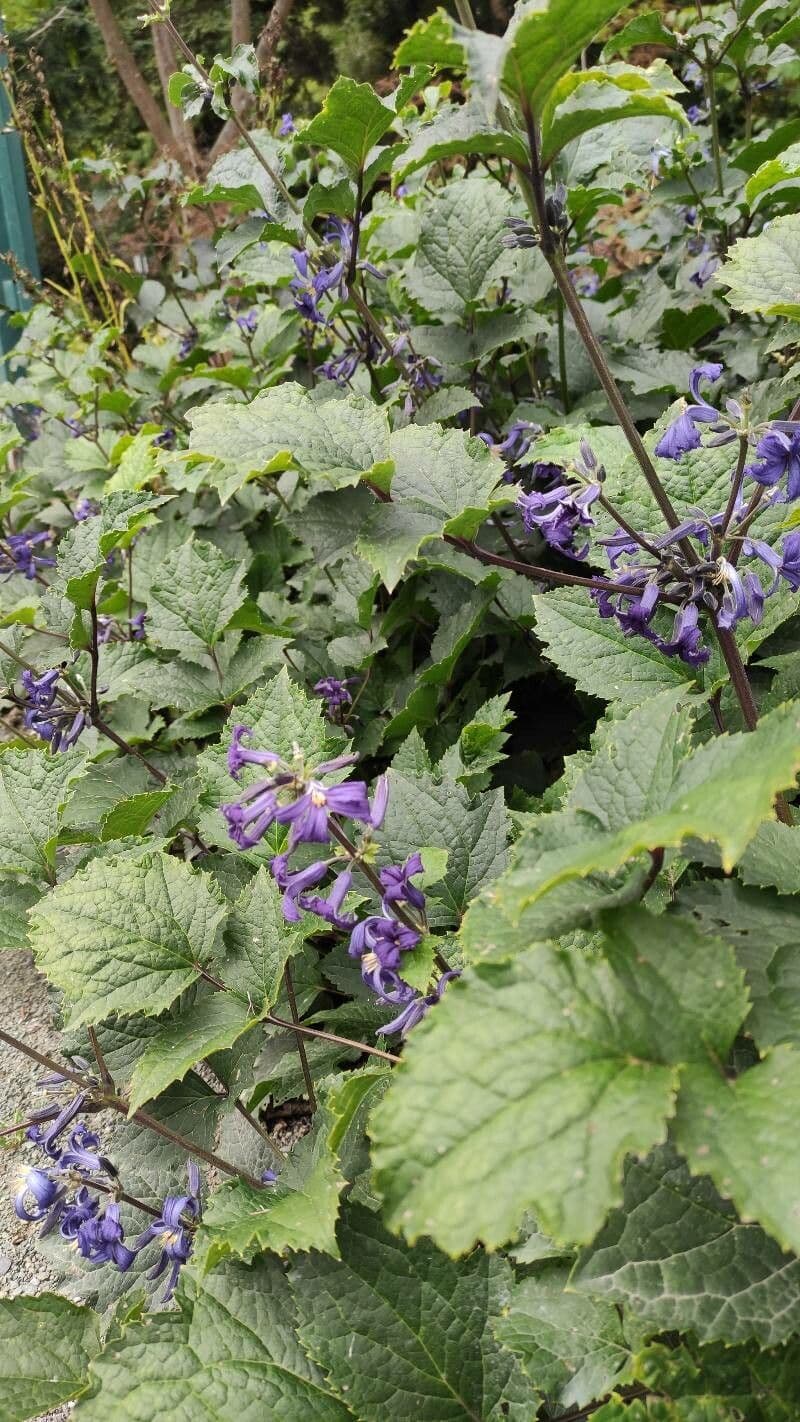 Clematis heracleifolia mit blauen Blüten und grünem Laub