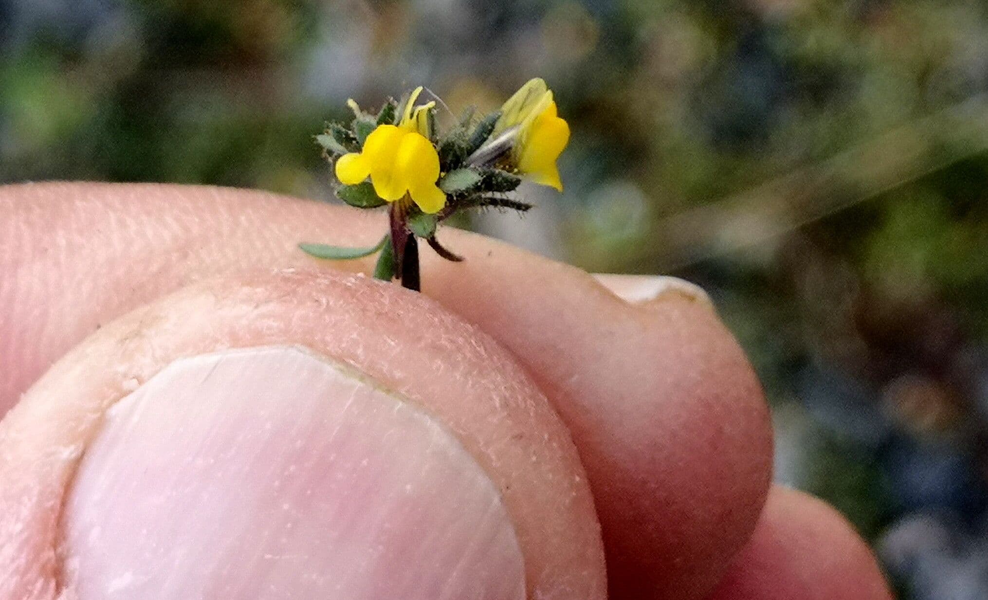 Linaria simplex plant with small yellow flowers