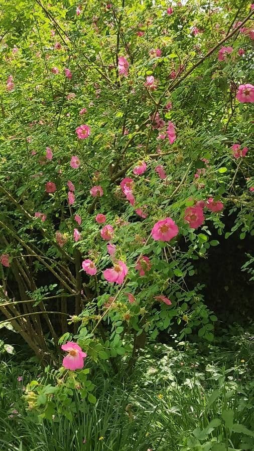 Rosa moyesii with large red flowers and green foliage