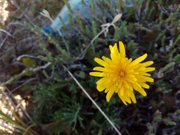 Gelbe Blume von Aetheorhiza bulbosa mit feinem Laub