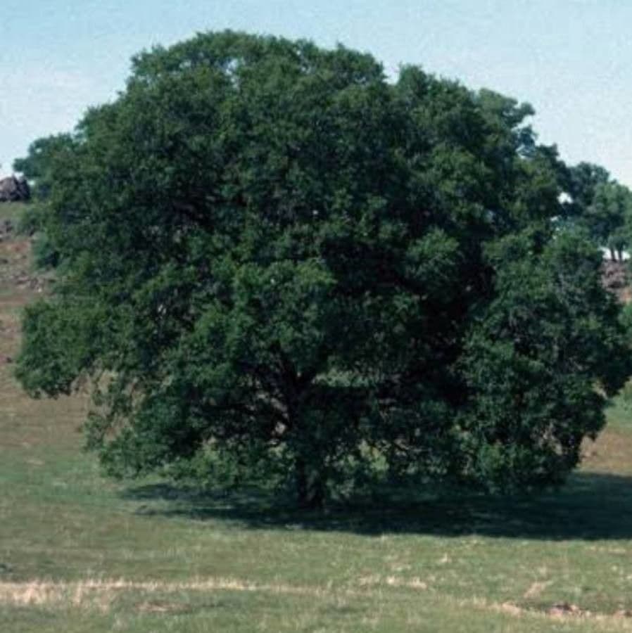 Blauwgroene bladeren van de blauwe eik (Quercus douglasii)