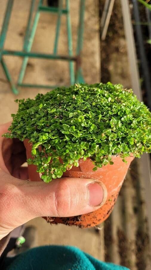 Soleirolia soleirolii Corsicaanse tapijt hangplant met fijne groene bladeren