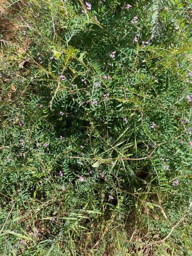 Vicia disperma Pflanze mit lila Blueten und feinen Ranken auf trockene Erde