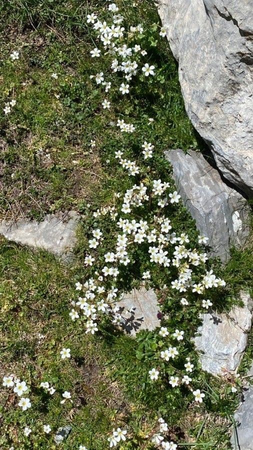 Saxifraga cebennensis cushion with white flowers growing on limestone rock